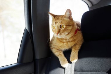 Kırmızı ilgili kedi pencerenin yanında koltuğun arkasında arabada geziniyor.