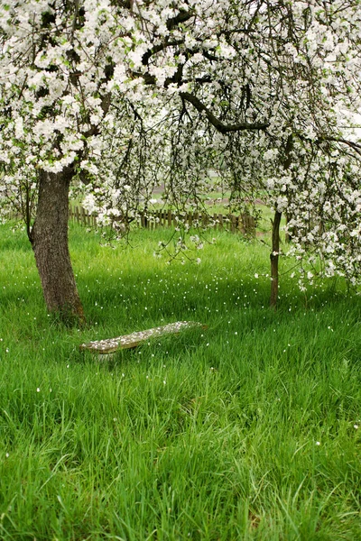 盛开的苹果园 春天的背景 白色的开花树 绿色的草地上的木制长椅 — 图库照片