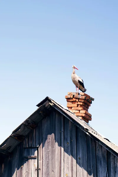 황새는 여름날 날푸른 하늘을 배경으로 나무집의 — 스톡 사진