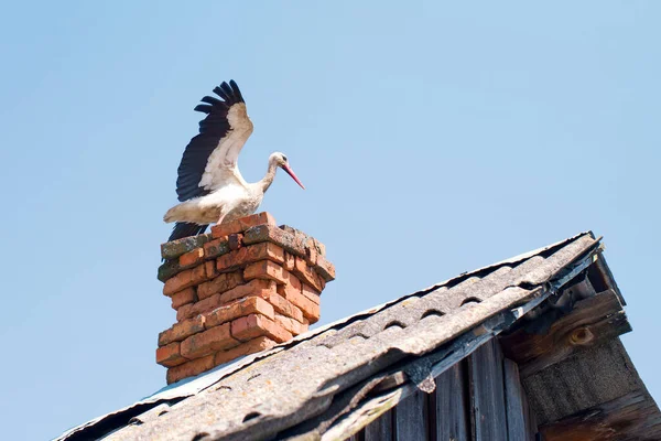 若いコウノトリは 夏の晴れた日に青い空に対して古い木造の村の家のレンガの煙突に座って羽を広げました — ストック写真