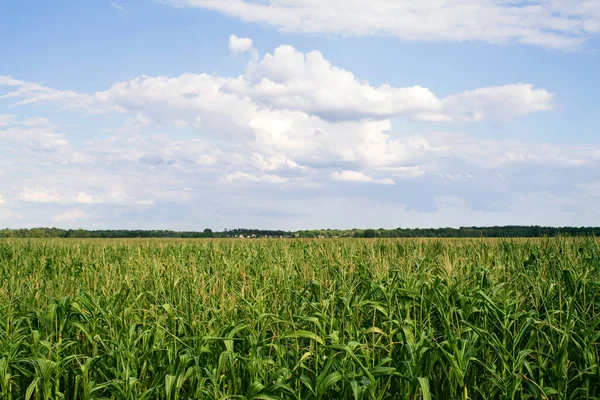 Groene Maïsveld Tegen Een Blauwe Bewolkte Lucht Een Zomerse Zonnige — Stockfoto