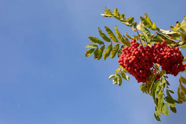 青い空に対して枝に明るいオレンジ色のローワンベリー 秋シリーズ — ストック写真