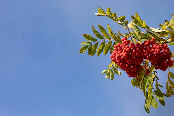 Leuchtend Orangefarbene Vogelbeeren Zweigen Gegen Den Blauen Himmel Herbstserie — Stockfoto