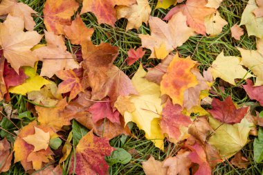 Yeşil çimlerin üzerinde renkli akçaağaç yaprakları. Sonbahar yaprakları dökülüyor. Doğa kavramı.