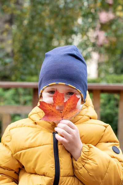 Boy Yellow Jacket Covering His Face Fallen Maple Leaf Autumn — Stock Photo, Image