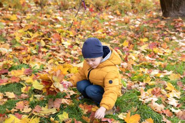 Sarı ceketli küçük bir çocuk renkli akçaağaç yaprakları topluyor. Sonbahar fikirleri. Doğa kavramı