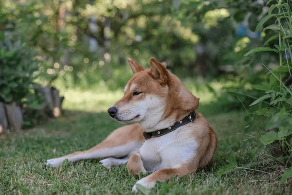 Portrait Cute Dog Shiba Inu Breed Sits Grass — Stock Photo, Image