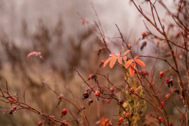 Sonbaharda güllük gülistanlık, böğürtlenler kurur, yapraklar düşer. Sonbahar kavramı, doğa..