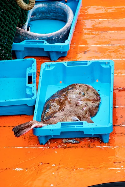Vis Vers Uit Zee Een Boot Hoge Kwaliteit Foto — Stockfoto