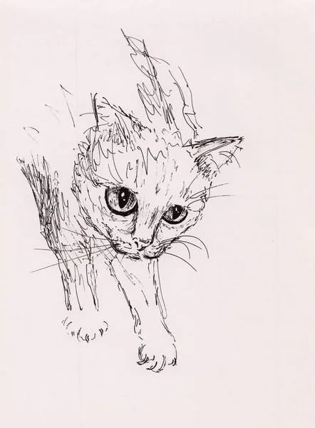 Abstracte Inkttekening Van Kat Met Grote Ogen Leuke Kattentekening Origineel — Stockfoto
