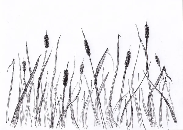 Ink Painting Black White Cattail Grass Peaceful Oriental Landscape Plants — Stock Photo, Image