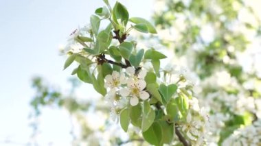 Armut gün ışığında çiçek açar..        