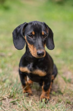 Dachshund portre yeşil çim