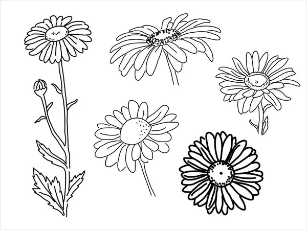 Set Chamomile Doodle Style Hand Drawn Silhouette Pharmacy Flower Botanical — Stock Vector