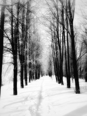 Ağaçlı, karlı bir yol