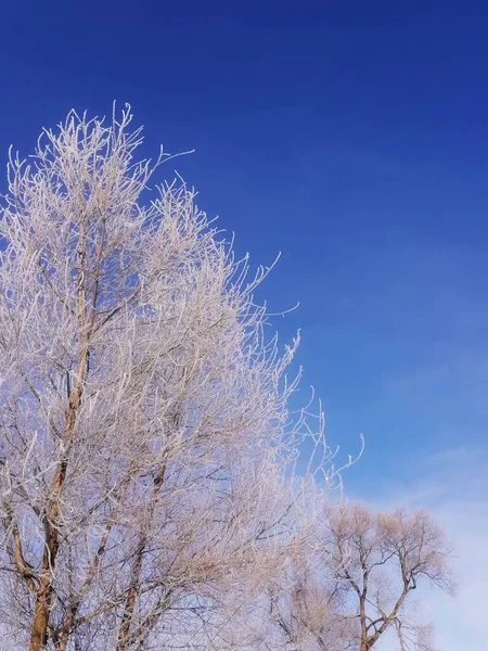 Krajina Příroda Větví Stromů — Stock fotografie