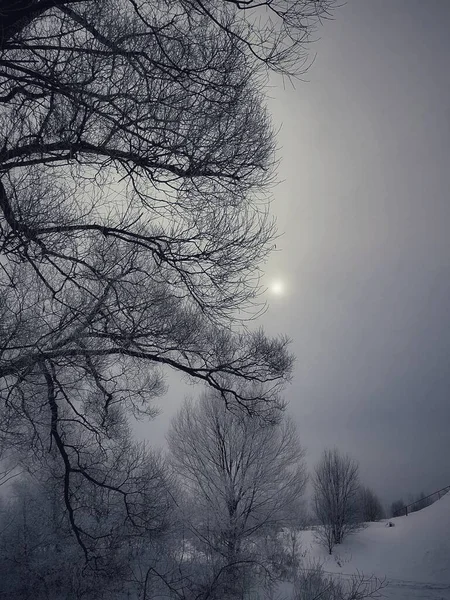 Landschaft Natur Der Äste — Stockfoto