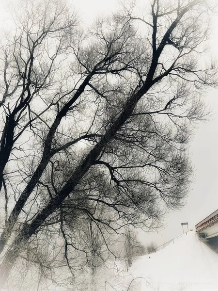 Φύση Τοπίου Των Κλαδιών Δέντρων — Φωτογραφία Αρχείου