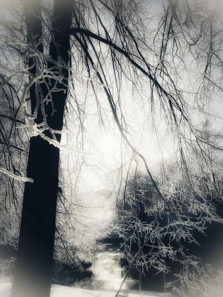 木の枝の風景 — ストック写真