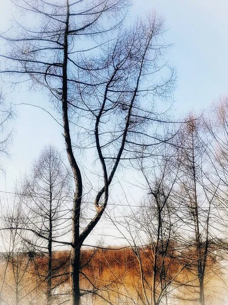 Krajina Příroda Větví Stromů — Stock fotografie