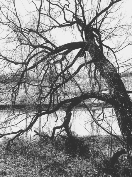 Krajina Příroda Větví Stromů — Stock fotografie