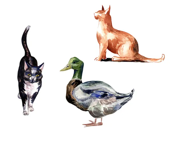Uppsättning Klistermärken Akvarell Katter Och Anka — Stockfoto