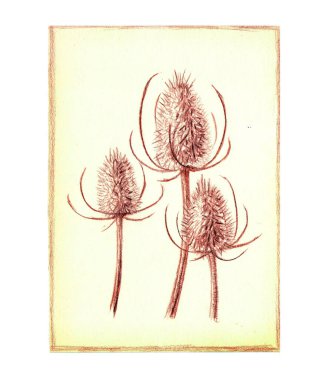 Kuru çiçeklerin kartpostalı