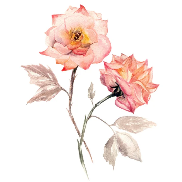 バラの花の水彩画のイラスト — ストック写真