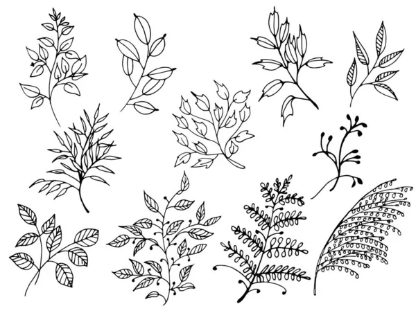 Set Vectori Plante Grafică — Fotografie, imagine de stoc