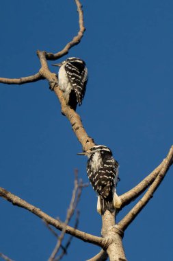 İki ağaçkakan ölü bir ağaçta