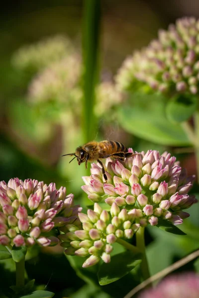 Pembe bir çiçekten havalanan bal arısının yakın çekimi.