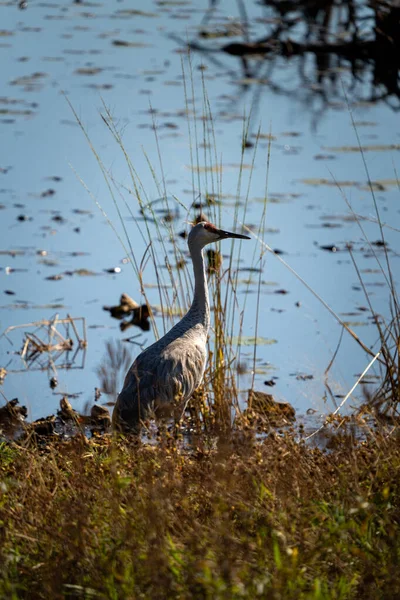 Sand Hill Crane Edge Wetland — Stock Photo, Image