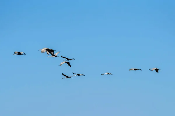 Flock Sand Hill Cranes Migrating Season — Stock Photo, Image
