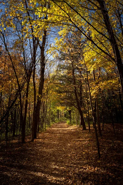 Camino Otoño Través Los Árboles — Foto de Stock