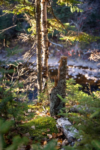 Souche Sempervirente Sur Bord Sentier — Photo