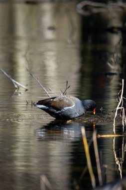 Hollanda 'da bir gölette yürüyen sıradan Moorhen.