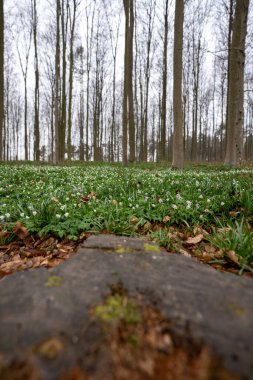 Belçika ilkbaharında çiçek açan düşük çan çiçekleri.