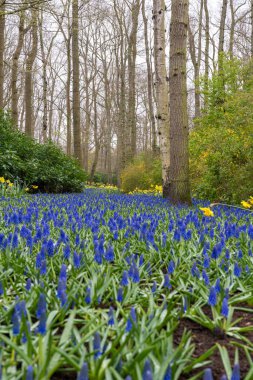 Field of blue flowers amongst the trees