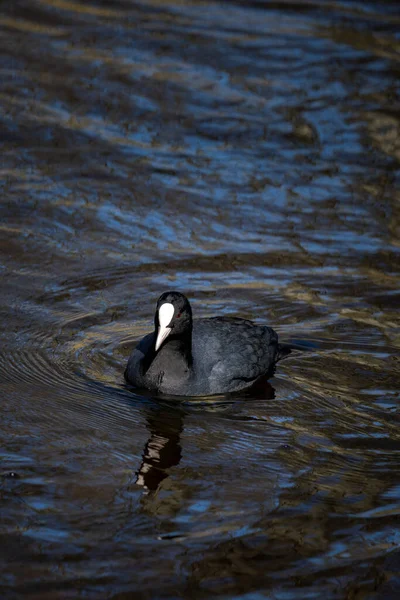 Primer Plano Coot Eurasiático Nadando Canal Holanda —  Fotos de Stock