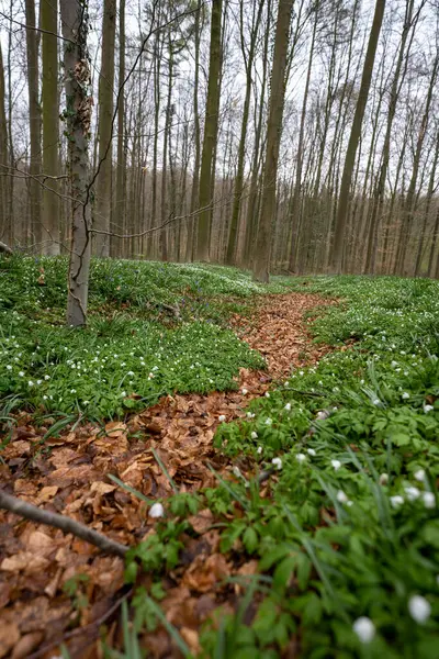 Sentier Printanier Travers Les Bluebells Dans Les Forêts Belgique — Photo