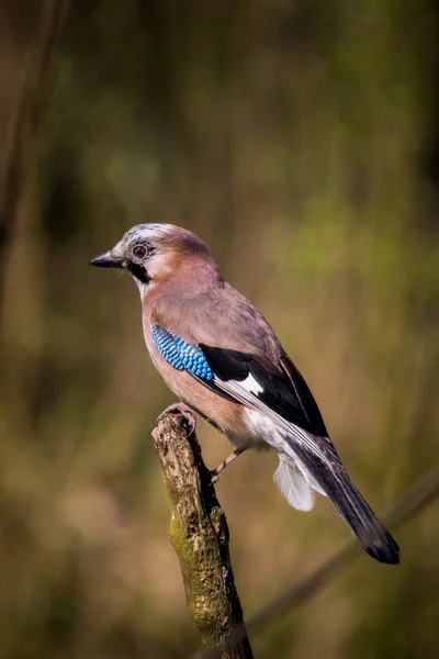 Eurasian Jay Small Branch Belgium — Φωτογραφία Αρχείου