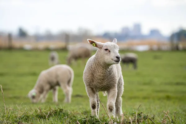 Stoic Lamb Surveying Its World Field Sheep Netherlands Foto Stock Royalty Free