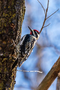 Minnesota 'da bir ağaç tarafında sarı karınlı kertenkele.
