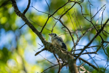 Bebek Bluejay Fledgling Uçmayı öğrenmeye çalışıyor