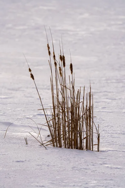 河上的芦苇在冬天的雪中挺立着 — 图库照片