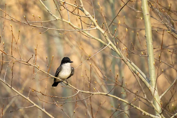 Wschodni Ptak Pączkującej Gałęzi Wiosny — Zdjęcie stockowe