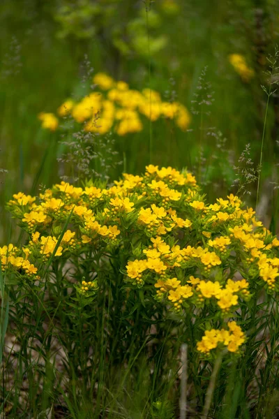 Gele Milde Bloemen Bloeien Een Minnesota Prairie — Stockfoto