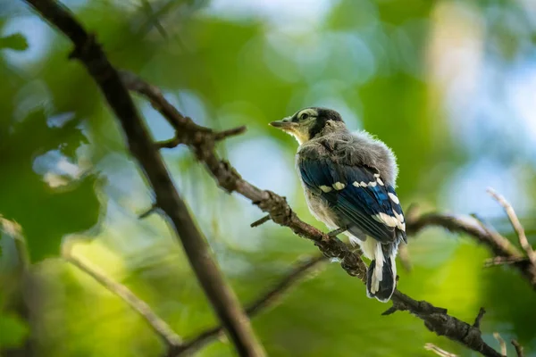 Bebé Bluejay Fledgling Tratando Aprender Volar —  Fotos de Stock