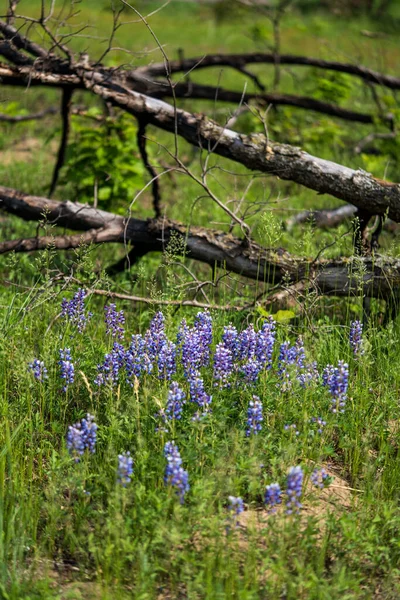 Small Cluster Blue Purple White Lupin Blooming Minnesota — Stockfoto