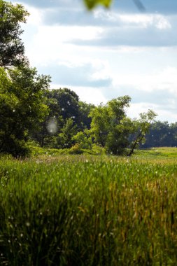 seed puffs drifting in the wind across a marshy field
